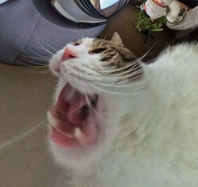 본가풍년집 이미지