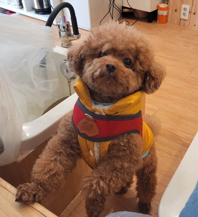 힐링다해소 이미지