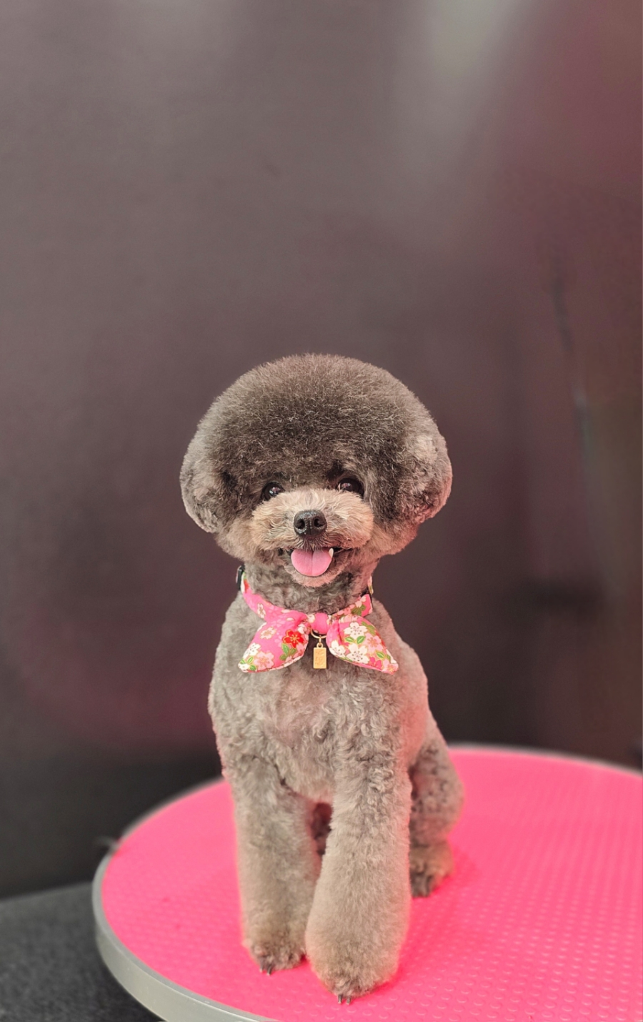 코코 반려견미용실 이미지