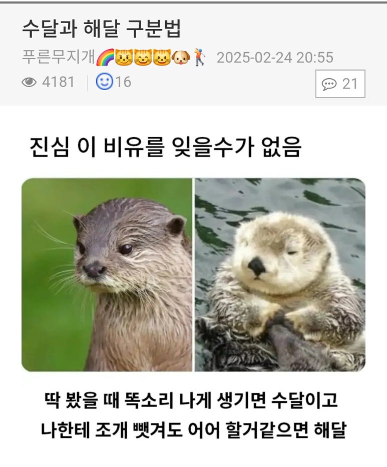 해달 이미지