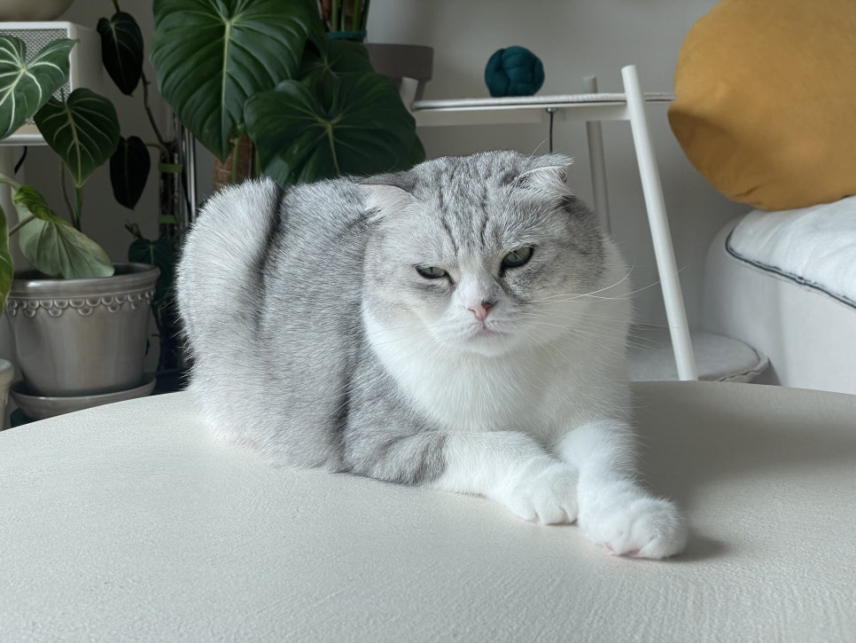 써니몽실 이미지