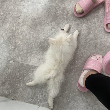 나인독스 이미지
