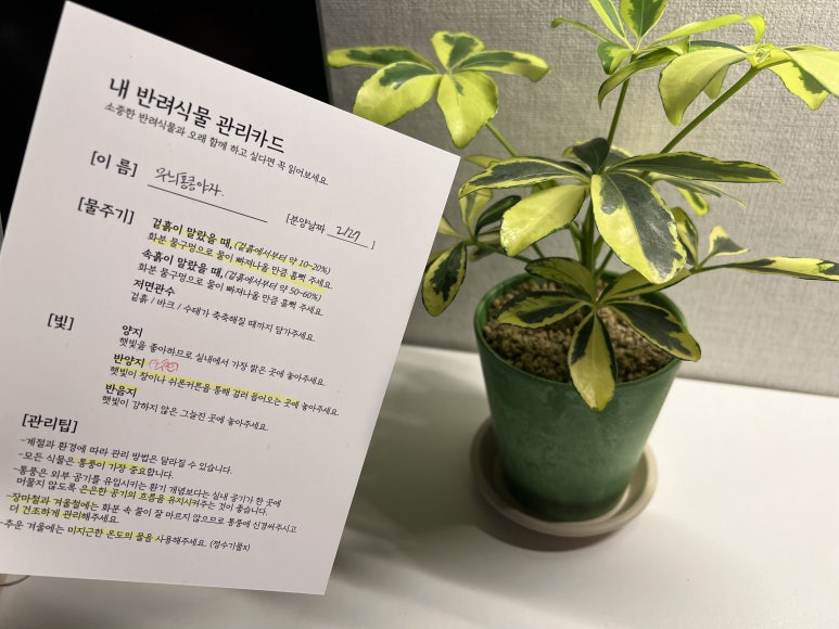 풀애 이미지