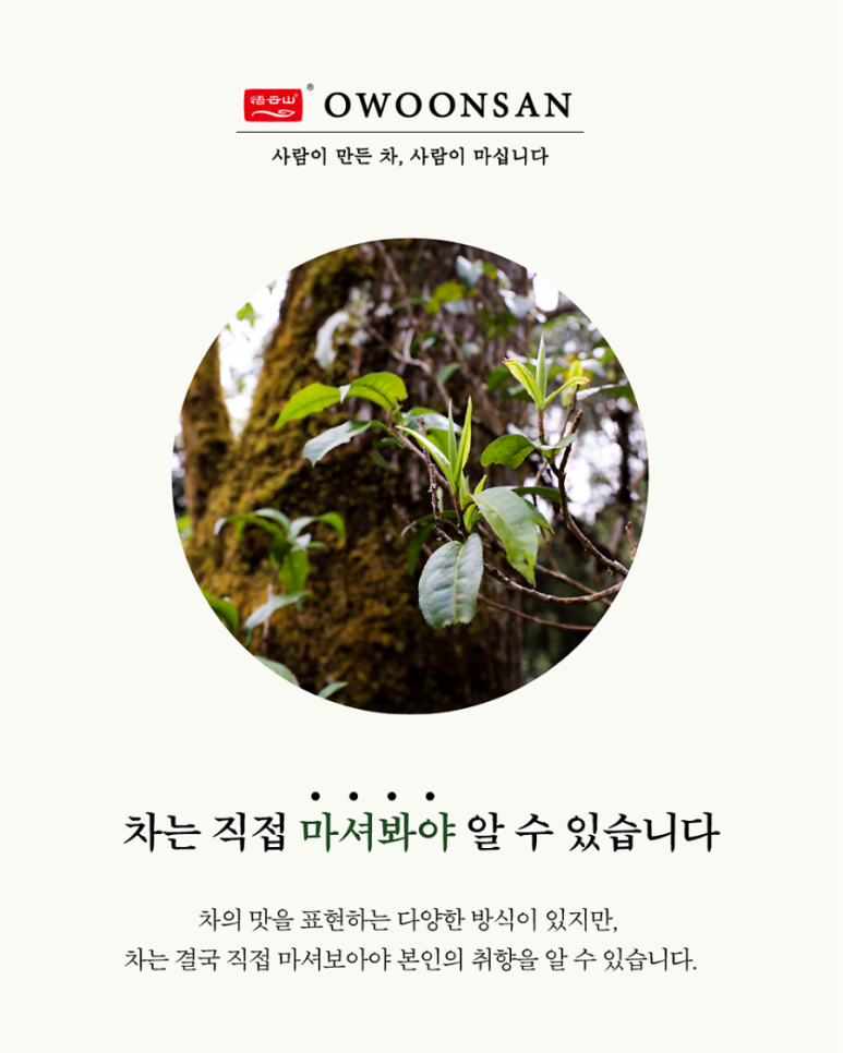 오운산 석가명차 이미지