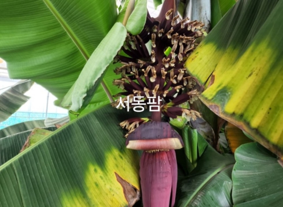 서동팜 이미지