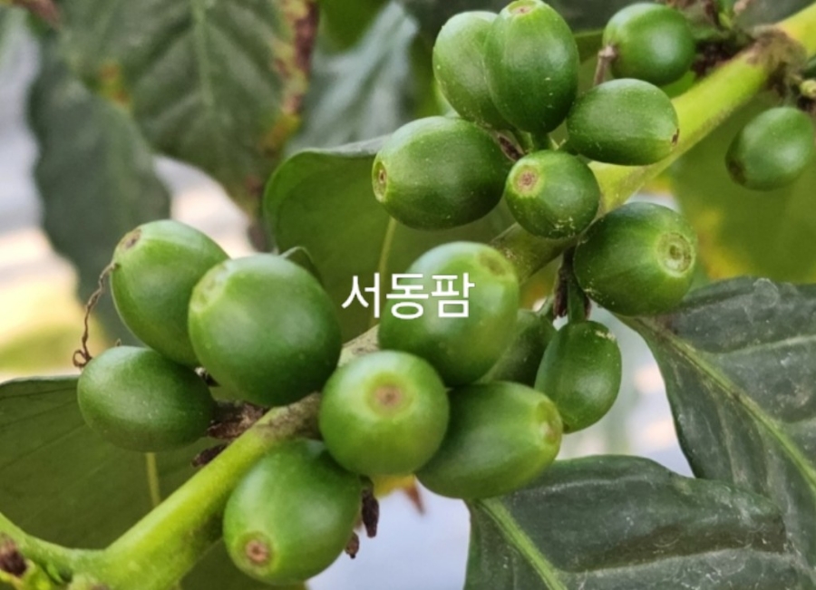 서동팜 이미지