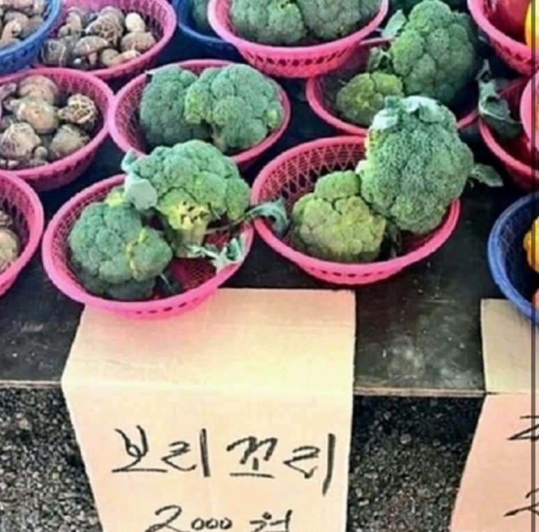 콩밭 이미지