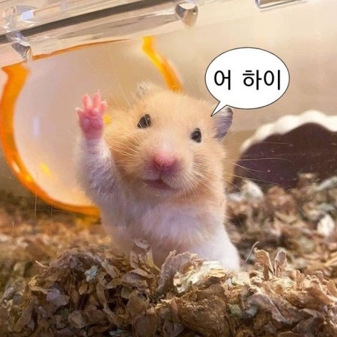 엘피엘피 이미지