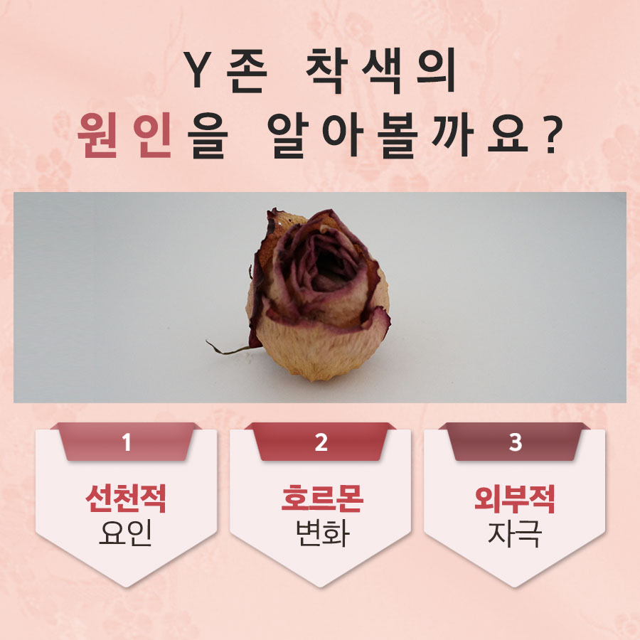 와이니즈 이미지