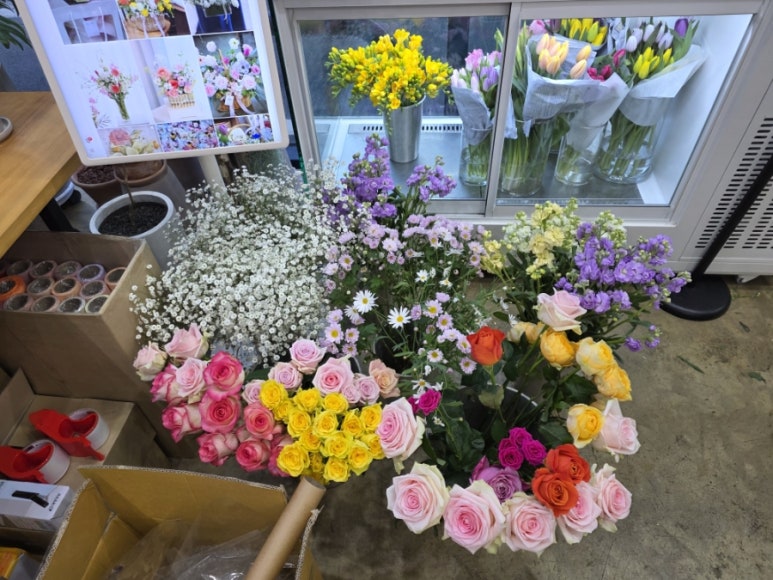 플라라레 이미지