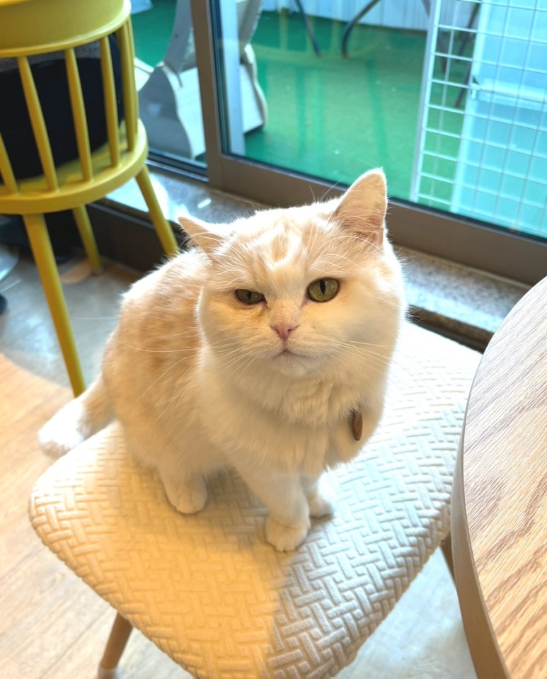 히히냥냥 이미지