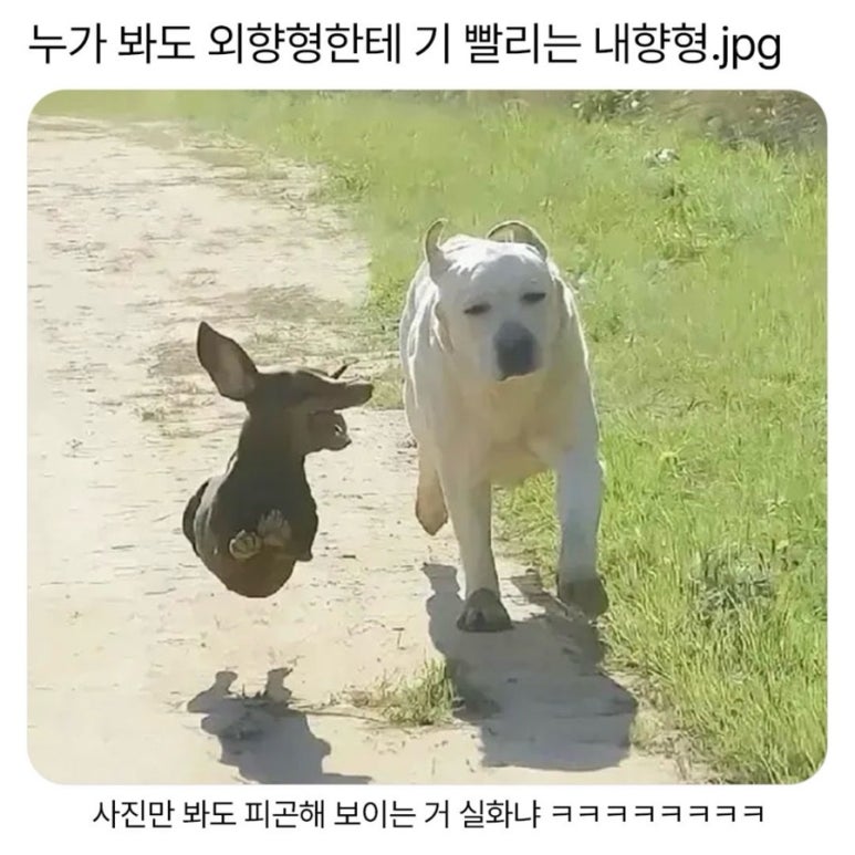 조선닭발 이미지