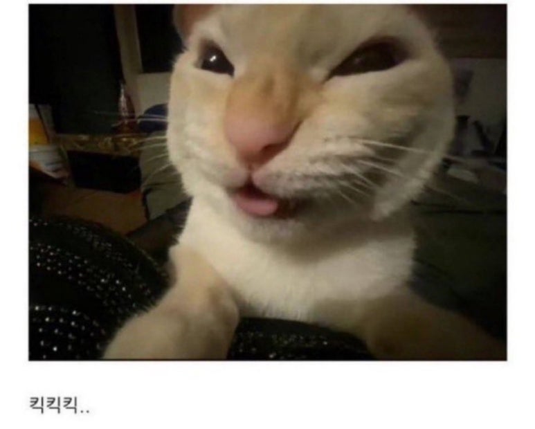 킥캣 이미지