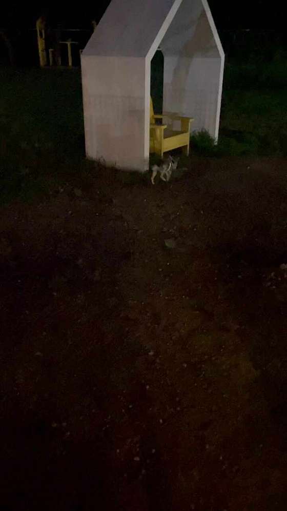 펫파크 이미지