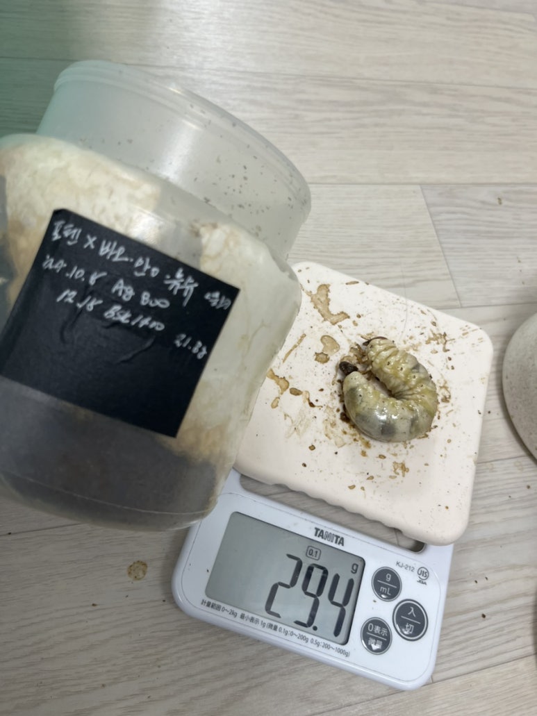 포텐슈 이미지