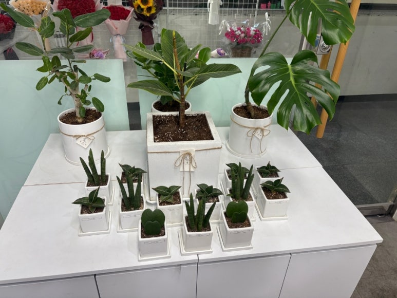 꽃블리부산 이미지