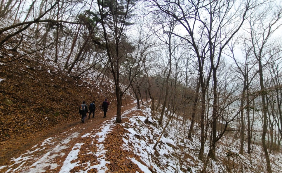 천년숲 이미지