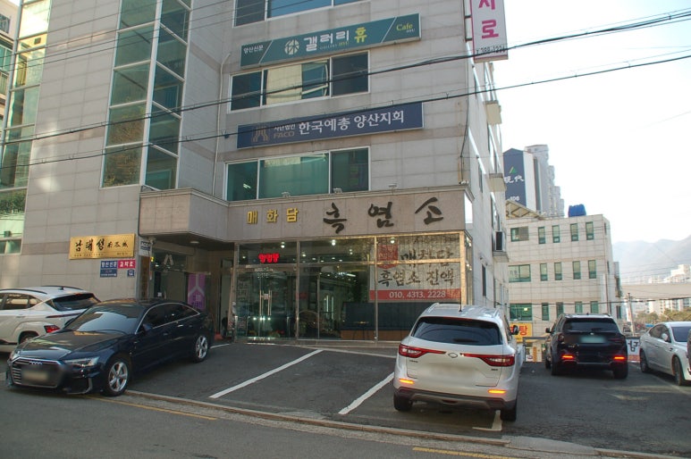 매화담흑염소 이미지