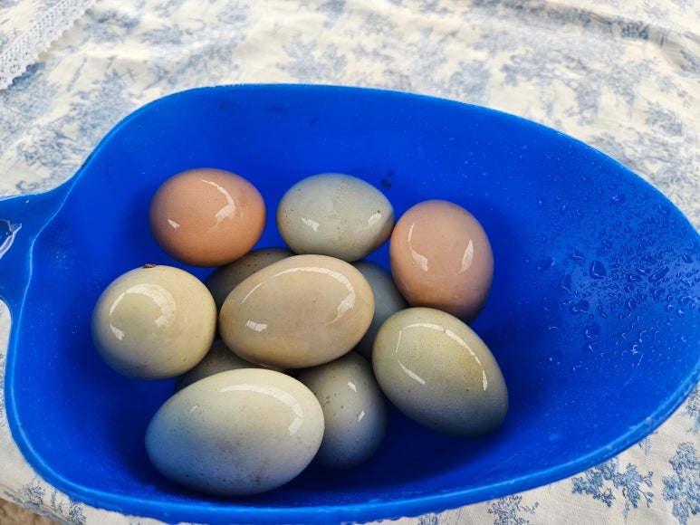 농업회사법인(주)한울타리 이미지