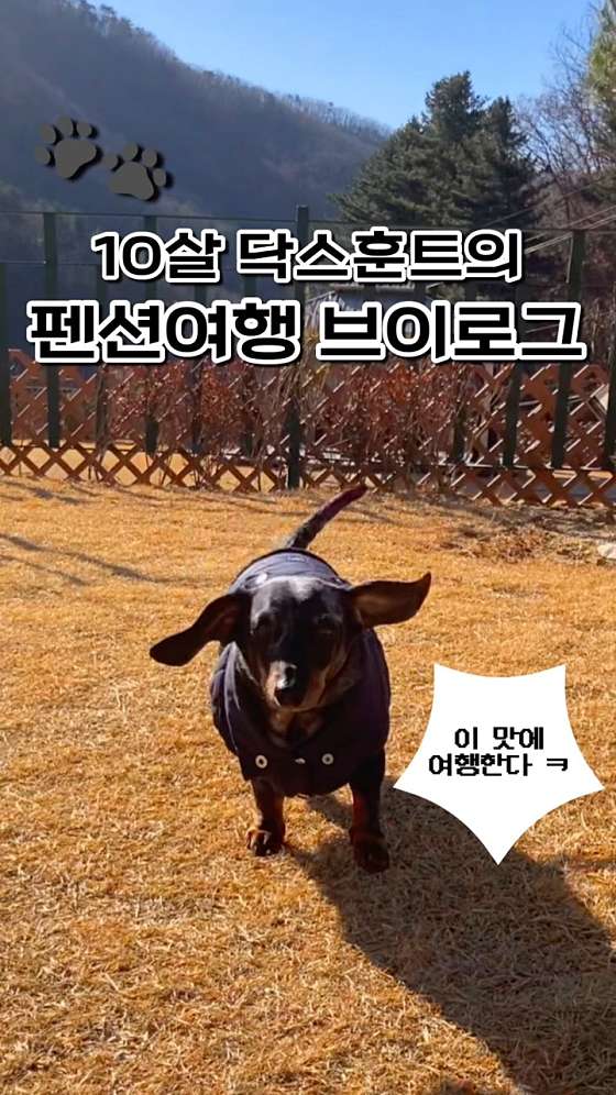 캠프위드펫&애견글램핑 이미지