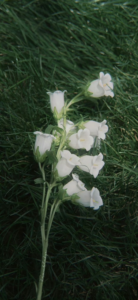 세잎클로버 이미지