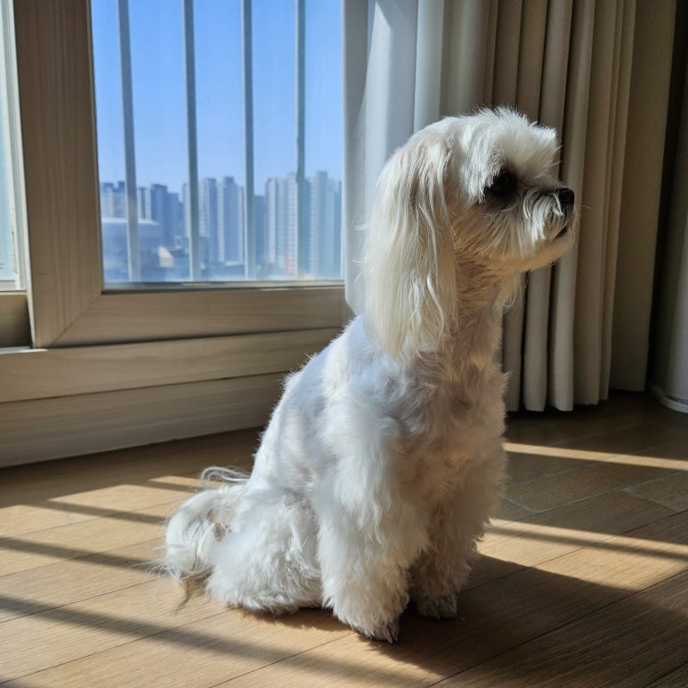 킹콩플라워 이미지