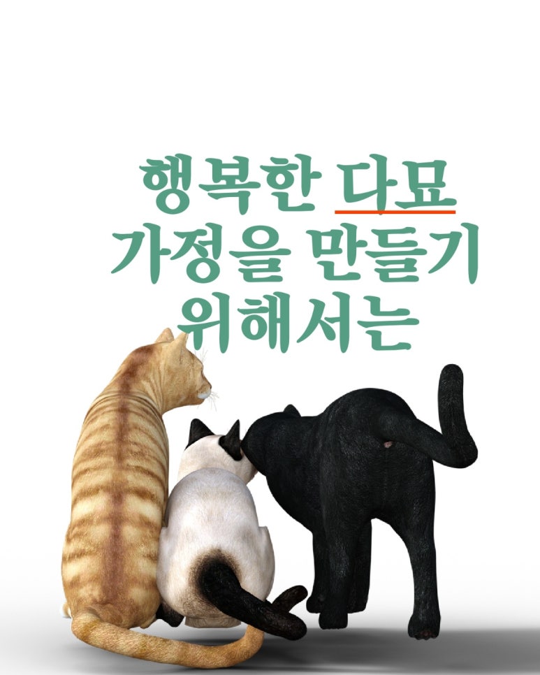 행복한 다묘 가정을 만들기 위해서는