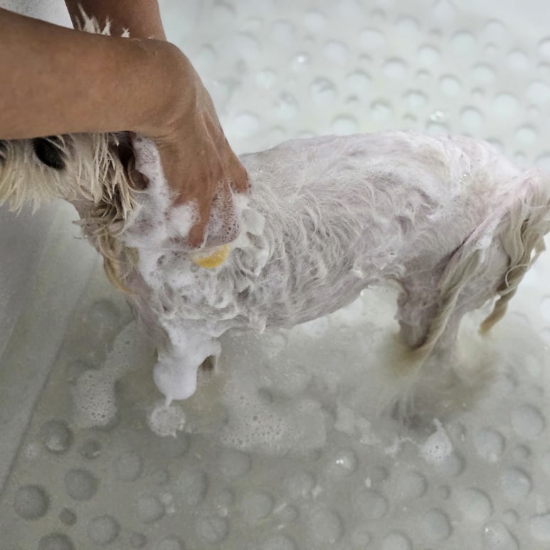 킹콩플라워 이미지