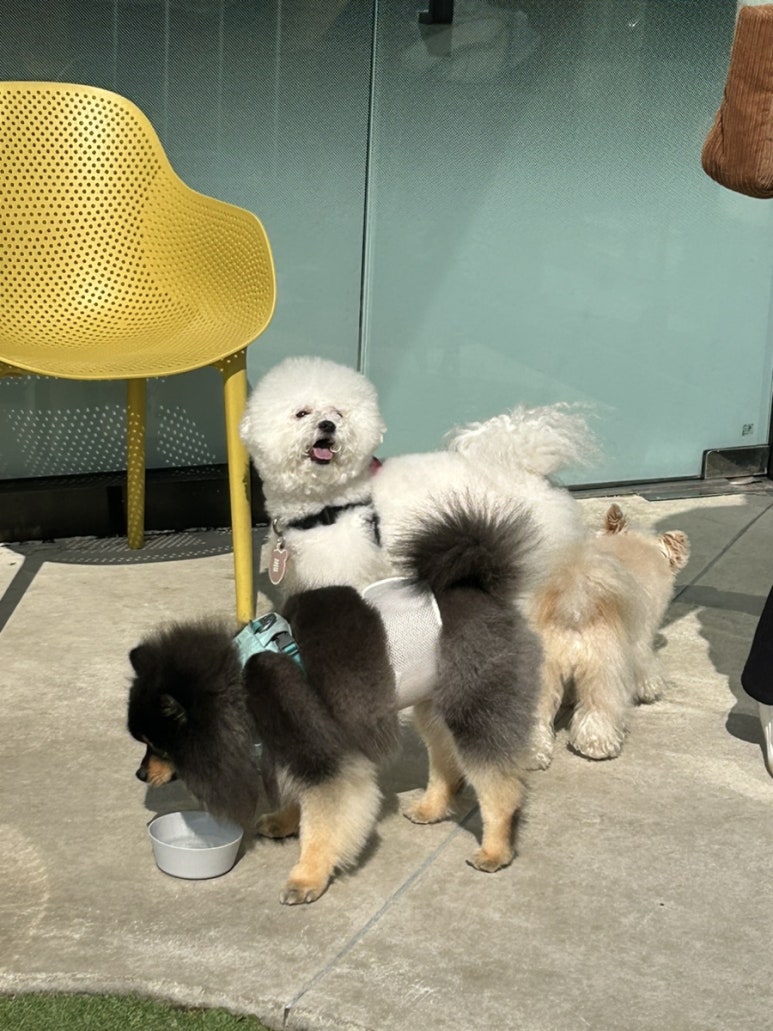 레인바우애견카페 이미지
