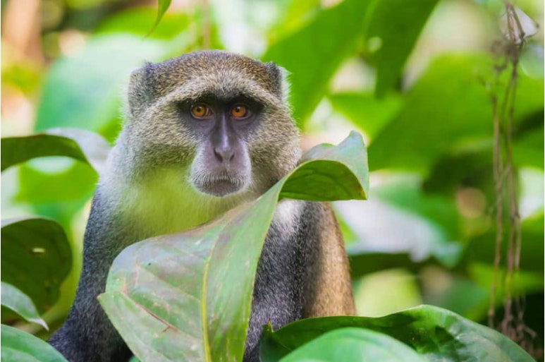 블루몽키(BLUE MONKEY) 이미지