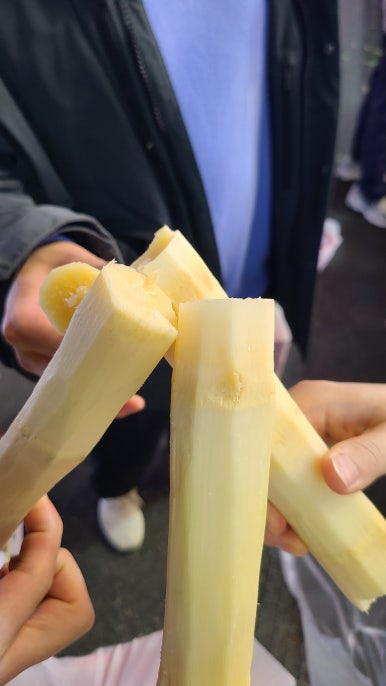 꼬치주까 이미지