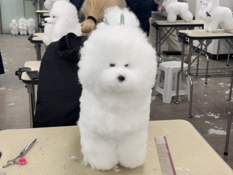 에이스애견미용학원 이미지