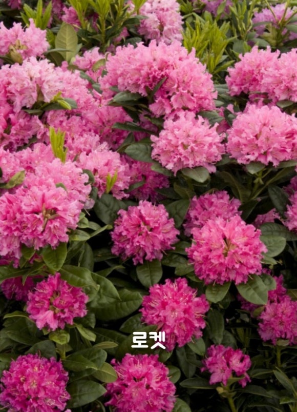 화목조경 이미지
