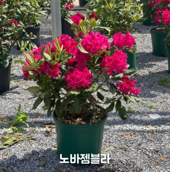 화목조경 이미지