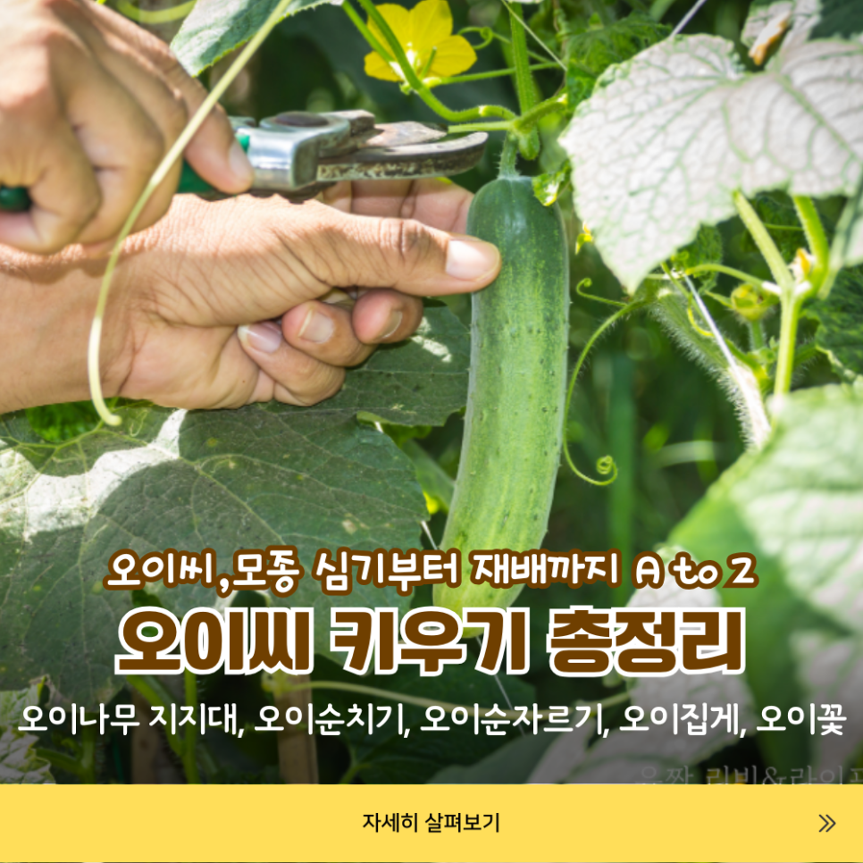 오이키우기 오이씨 & 오이모종 심기 오이나무 지지대 순치기 순지르기 집게 오이꽃 오이재배 총정리! : 네이버 블로그