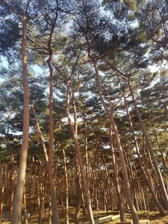소나무송 이미지