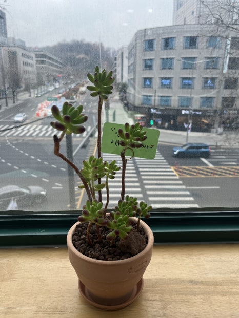 꽃하나에봄 이미지