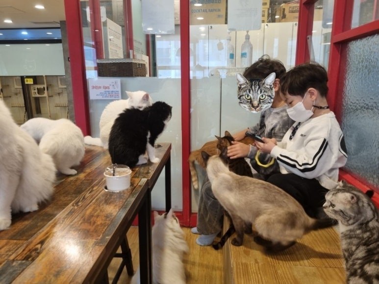 카페 커피캣 이미지