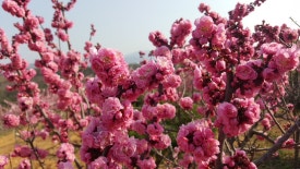 사천농원 이미지