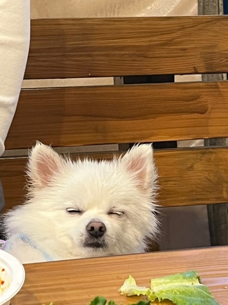 산으로간니모 이미지