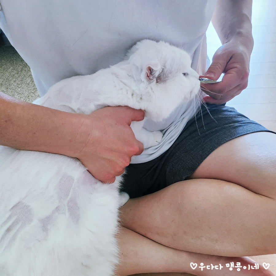 고양이 진공 바리깡 셀프 미용 후기: 럽마이펫 시즌1 — 사진 15