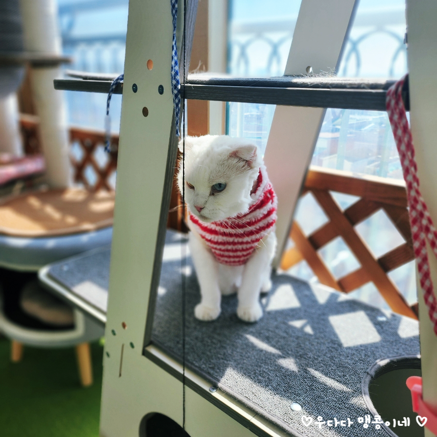 고양이 진공 바리깡 셀프 미용 후기: 럽마이펫 시즌1 — 사진 20