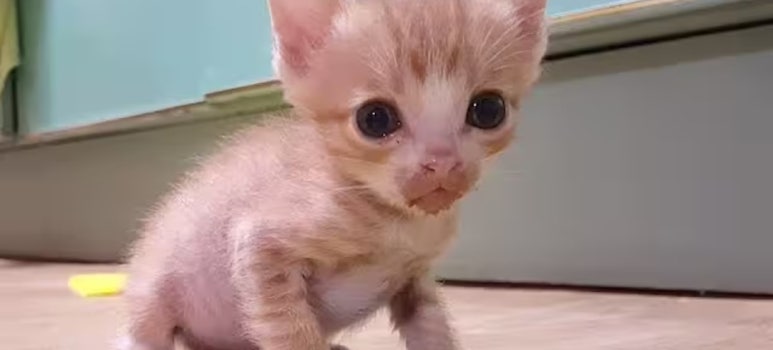 풍년옛날꽈배기 이미지
