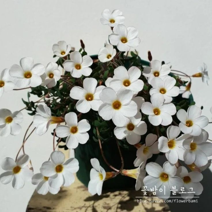 사치 이미지