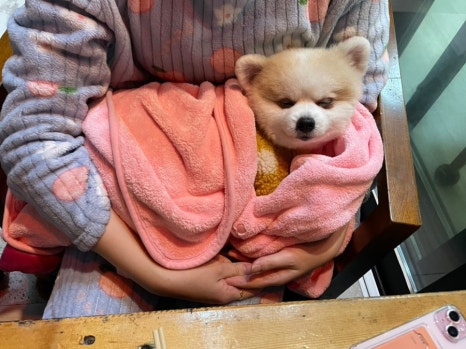 피네타 이미지