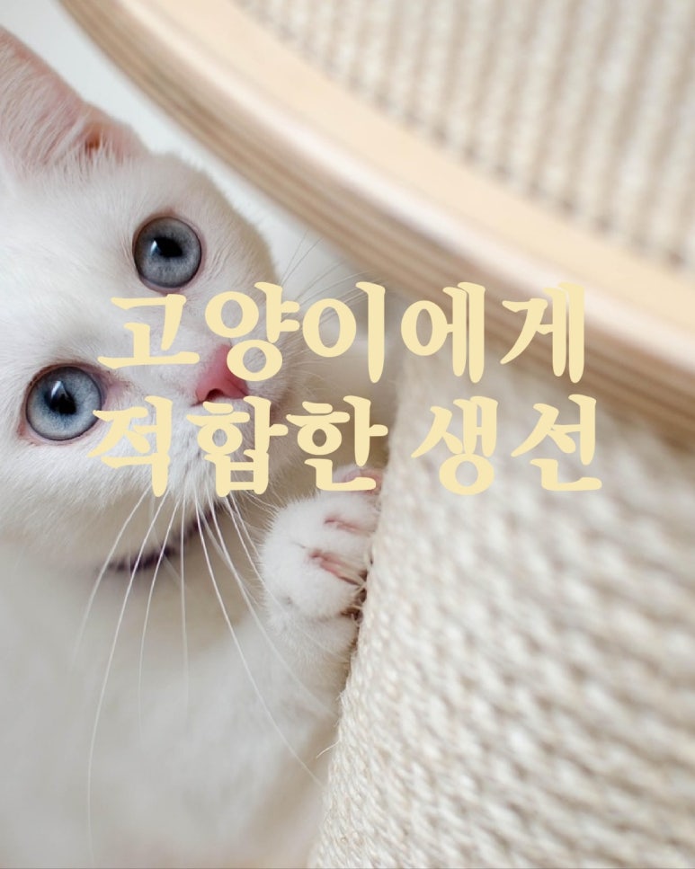 고양이에게 적합한 생선