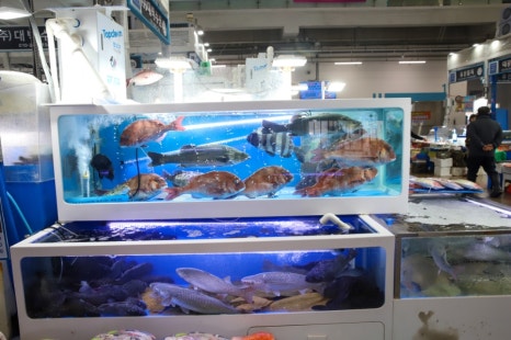 해적수산 이미지