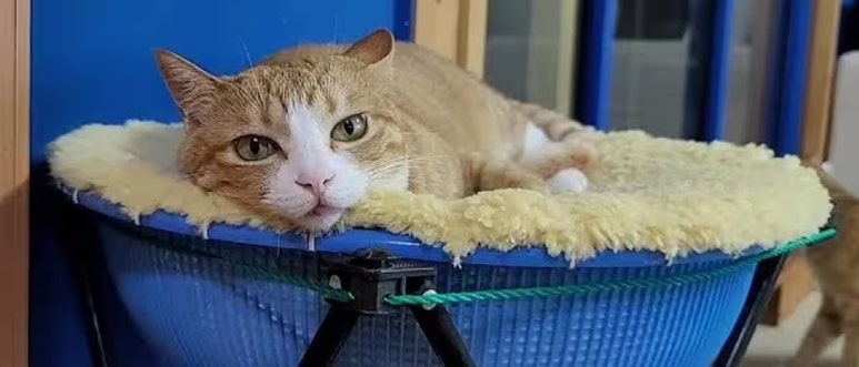 풍년옛날꽈배기 이미지