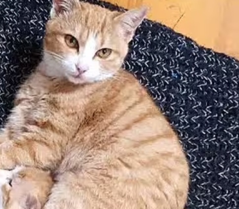 풍년옛날꽈배기 이미지
