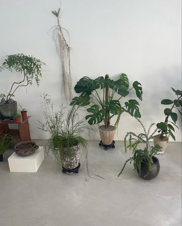 식물가 이미지